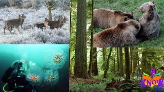 Different Animal Habitats where animals live  HD footage for Kids [upl. by Marmawke346]