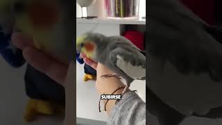 Pajaro celoso de peluche pide atención y tiene una idea [upl. by Dagmar]