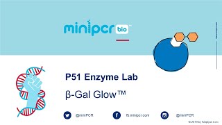 P51™ Enzyme Lab βGal Glow™ from miniPCR bio [upl. by Nemra]