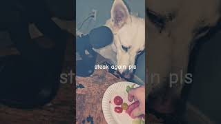 German Shepherd Reviews Food 🐕 ASMR dogs germanshepherd cute animals cute asmr shorts [upl. by Theo]