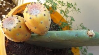 Growing cactus fruits are easy [upl. by Wyatt]