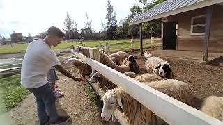 The Old Grove Farmstead Lipa Batangas [upl. by Firestone371]