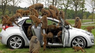 Knowsley Safari  Safari park  Liverpool UK  Wildlife [upl. by Ednargel]