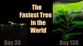 The Fastest Growing Tree 🌳 Paulownia 140 Days TimeLapse [upl. by Antebi]