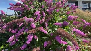 butterfly bush  Blooming Butterfly Bushes  best  beautiful 🌼🌸 [upl. by Nemhauser]