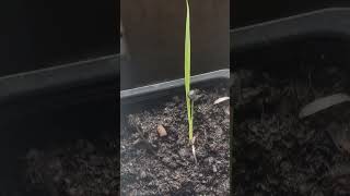 Yucca rostrata seedling 1 month beaked yucca yucca yuccaplantas seeds [upl. by Breh]