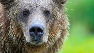 Grizzly Bears  Maneaters [upl. by Aluor]