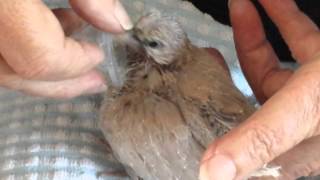 Hand feeding a baby Ring Neck dove [upl. by Mishaan462]