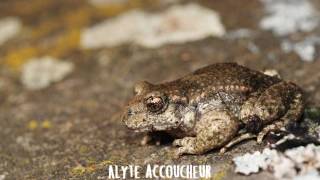 Faire la différence entre lalyte accoucheur et le hibou petit duc [upl. by Lozano]