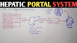 Hepatic Portal System  Human Anatomy [upl. by Dian]