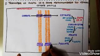 Fatty acid synthesis full description in hindi fattyacidsynthesis [upl. by Arabele]