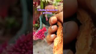 Vegetables seeds collecting dltalks [upl. by Adlaremse145]