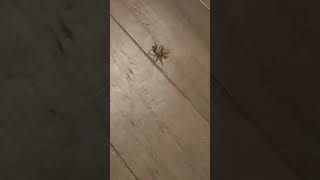 Baby tarantula in my room [upl. by Higley36]