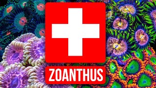 The Zoanthus Troubleshooting Guide [upl. by Swirsky]