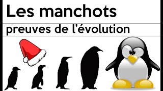 Les manchots et pas les pingouins [upl. by Aicat]