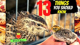 13 KEY Things You Need to Know About Raising Coturnix Quail for Eggs and Meat [upl. by Wilhelmine]