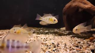 Mikrogeophagus ramirezi wild bij Aquarium Speciaalzaak Utaka [upl. by Tresa]