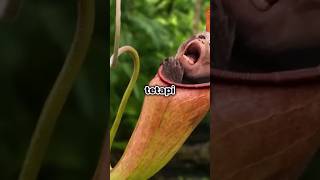 Nepenthes Raja of Carnivorous Plants  World Facts  Amazing Facts  Facts Center [upl. by Linette500]