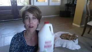 How to remove pet urine from carpet easily and safely [upl. by Gratianna313]