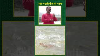 मछली पालन में उन्नत मछली के बीजों का चयन कितना ज़रूरी है  Fish Seed In Farming  shorts [upl. by Vas170]