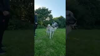 Kangel vs presa canario fight [upl. by Werdnaed]