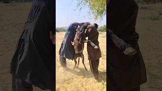 Big Power Full Donkeys animals youtuber nature janwar [upl. by Nigrom29]