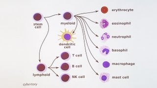 Immunology 101 The Basics and Introduction to our Patient [upl. by Hailed]