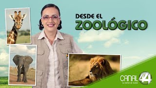 Desde el Zoológico  Los bebés capibara [upl. by Icnan]