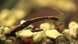 An African Goby Parasicydium bandama [upl. by Enybor289]