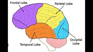 ABPPCN 4 Lobes of the Brain [upl. by Hungarian]