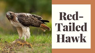 All About The Red Tailed Hawk [upl. by Neneek]