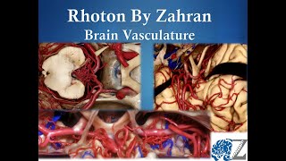 Rhoton By Zahran 11 Brain Vasculature [upl. by Duwad237]