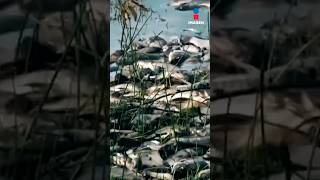 Aparecen miles de peces muertos a las orillas del río Santiago en Jalisco  Shorts  Crystal [upl. by Pittman]