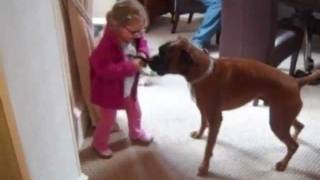 BOXER DOG AND TODDLER PLAYING [upl. by Brit]