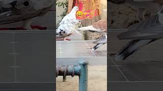 Fun time 😊😀bird viralshort kabootar kabootr shortsvideo [upl. by Adal17]