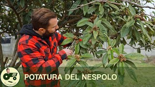 La POTATURA del NESPOLO GIAPPONESE  Il contadino Nick [upl. by Eveiveneg]