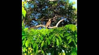 Hawk Eagle in wild life endangeredanimal wildlife wildanimal zoo wildlife egale hawks [upl. by Riancho674]