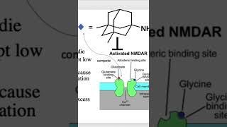 How Memantine is used to treat Alzheimer’s 🧠 biology youtubeshorts shorts medicine medical [upl. by Lew]