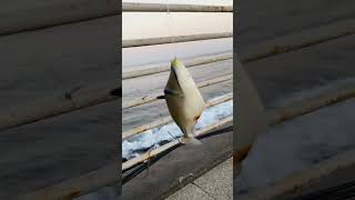 triggerfish jeddahcorniche fishing saudiarabia fish redseajeddah [upl. by Ariek]