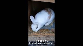 When cleaning the bunnies hutch becomes chaos [upl. by Aniles]