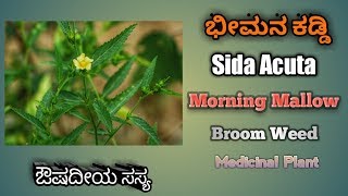 ಭೀಮನ ಕಡ್ಡಿ Sida Acuta Broom Weed Common Wire Weed [upl. by Atwater]