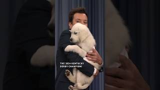 Tonight Show Puppy Predictors KentuckyDerby Edition 🐎 KyDerby JimmyFallon FallonTonight [upl. by Yslehc490]