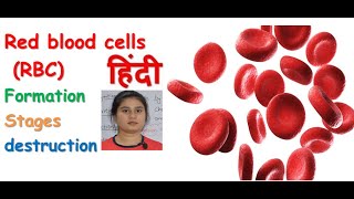 Red blood cells in hindi  formation  haemoglobin  oxygen transport  destruction  stages [upl. by Samalla]