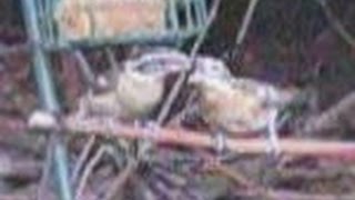 Blackheaded Grosbeak Feeds Baby [upl. by Lieberman387]