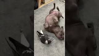 Sweetest relationship  An Inseparable Staffy puppy and a baby magpie playing [upl. by Frances]