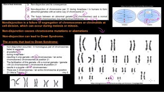 Grade 12 Life Sciences Meiosis Part 3 [upl. by Ettolrahs728]