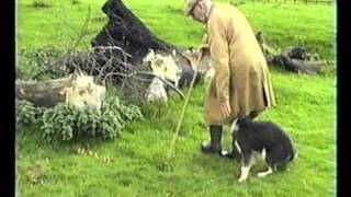 Sheepdog Training With Ted Hope Pt 2 [upl. by Yaker]