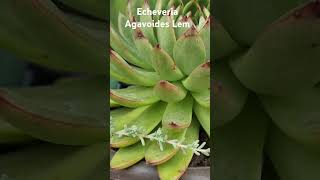 Echeveria Agavoides Lem [upl. by Rhianna]