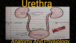 Notes Of Urethra And Its Blood Supply  Anatomy And Physiology [upl. by Johnathon]