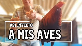 Como inyectó a mis gallos [upl. by Marcello]